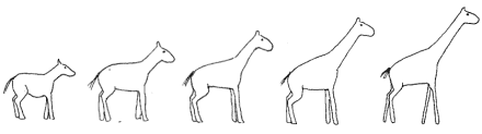 giraffe slow evolution