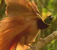 bird of paradise (BBC)