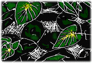 ivy spiders
